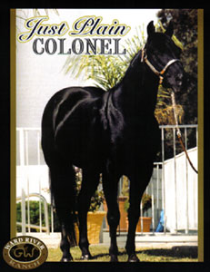 Just Plain Colonel - reference sire. Click to enlarge
