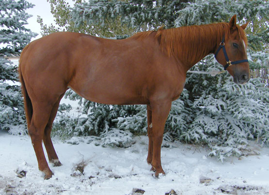 Own daughter of Shawne Bug, Ten Karrot Suzanne - 1Y Quarter Horses, Beierbach Ranch