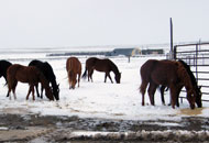Spring Snow - 1Y Quarter Horses