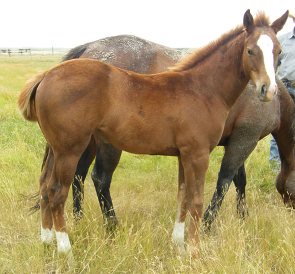 AQHA: GOLD RESERVES Sorrel Filly out of Will Of Motion (Truly Truckle/Easy Jet mare) 